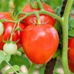 Любимый сердцевидный томат Данко: описание сорта, характеристика, фото