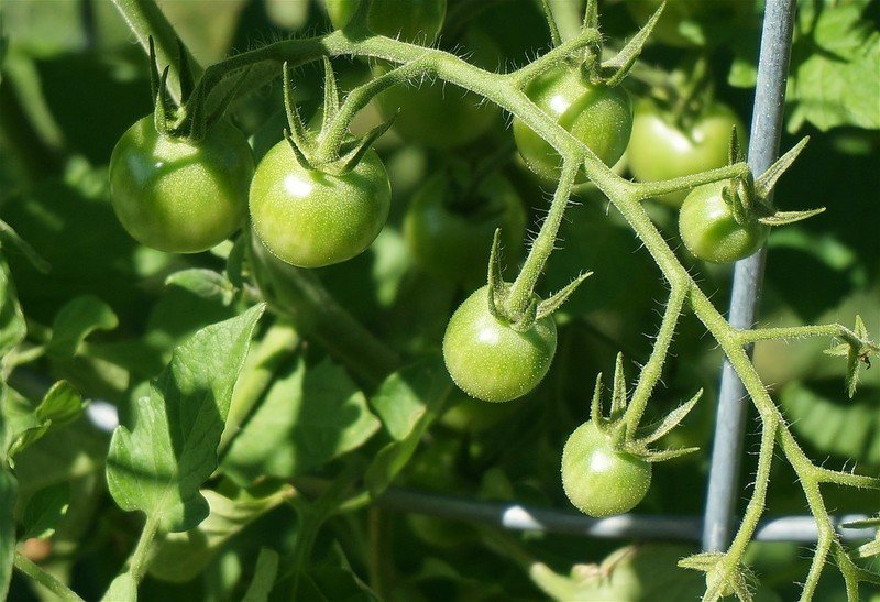 Маленькие зеленые помидоры