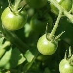 Маленькое чудо: выращивание помидоров черри в открытом грунте