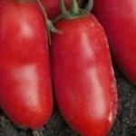 Находка для парников и теплиц — томат «Гулливер» из страны помидоров