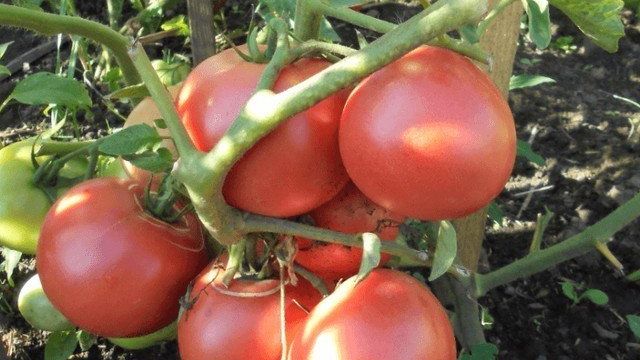 Неприхотливый и высокоурожайный сорт томата «Малиновое вино» f1