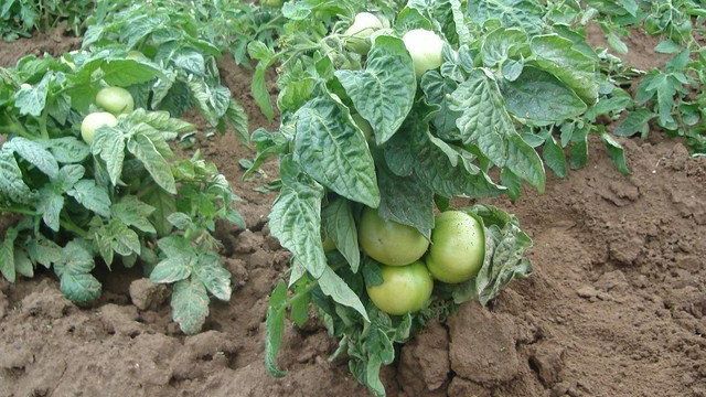 Низкорослые томаты для открытого грунта и теплиц, урожайные и вкусные