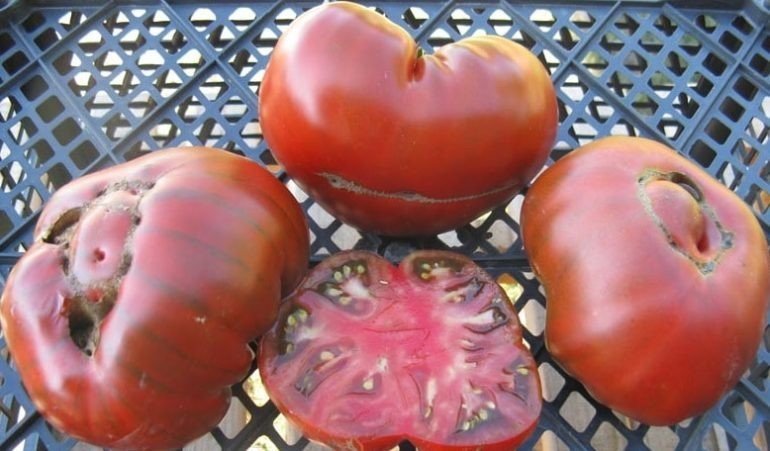 Сорт помидор арбузный
