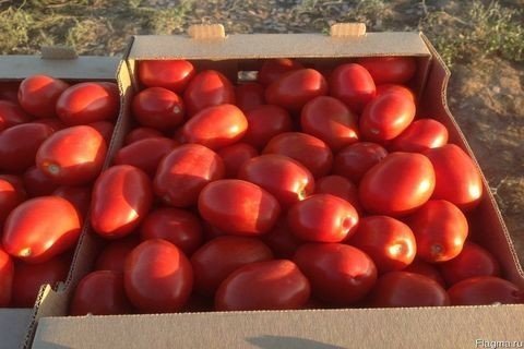 Сливка астраханская помидоры