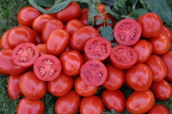 Томат хайнц томатный