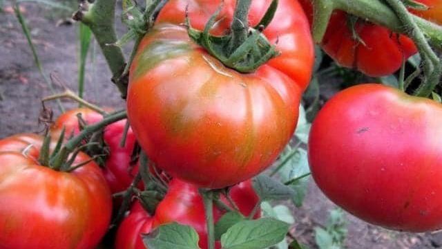 Описание, характеристика и специфика выращивания томата Хлебосольный