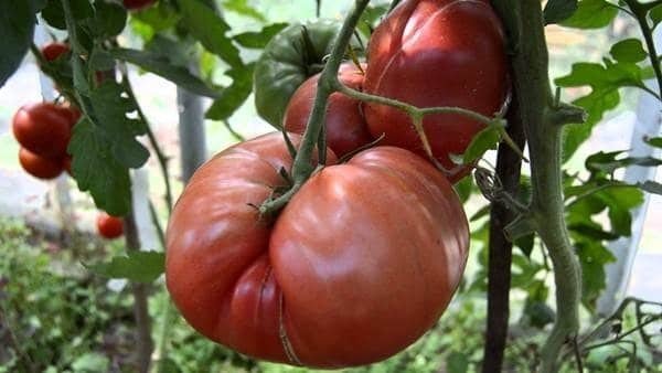 Сорт томата болгарское чудо