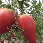 Описание и характеристика сорта томатов “Чудо земли” с фото и отзывами