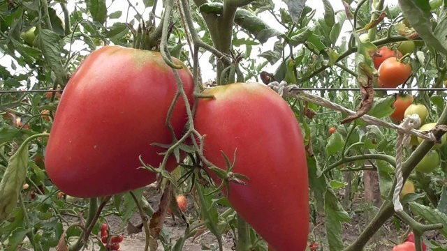 Описание и характеристика сорта томатов “Чудо земли” с фото и отзывами