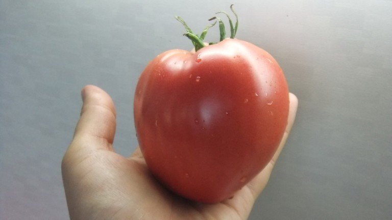 Сорт томата чудо земли