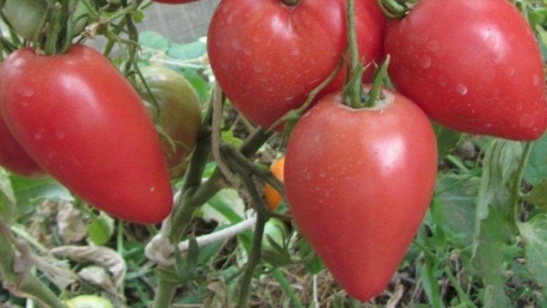 Сорт томата чудо земли