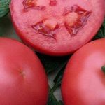 Описание и характеристики устойчивого к болезням гибридного сорта томата «Ляна Розовая»