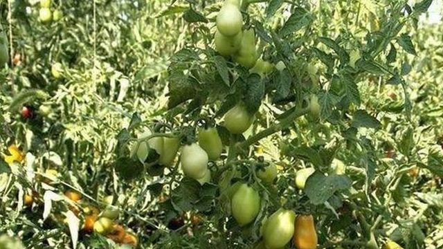 Описание сорта помидоров Дамские пальчики, особенности выращивания и ухода