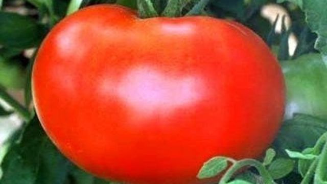 Описание сорта томата Елена, особенности выращивания и урожайность