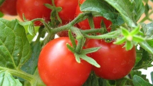 Описание сорта томата Очарование, его характеристика и выращивание