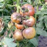 Описание сорта томата Рио Гранде, особенности выращивания и ухода