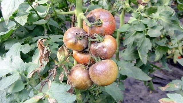 Описание сорта томата Рио Гранде, особенности выращивания и ухода