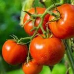 Описание сорта томата Сибирский сюрприз, особенности выращивания и ухода