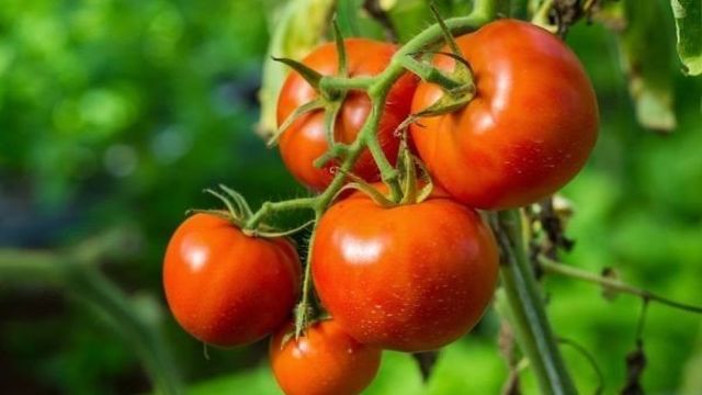 Описание сорта томата Сибирский сюрприз, особенности выращивания и ухода