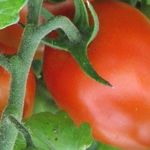 Описание сорта томатов Царица полей с фото