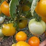 Описание томатов сорта Царская ветка, правила их выращивания