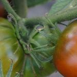 Описание томатов сорта Циндао, их урожайность и назначение