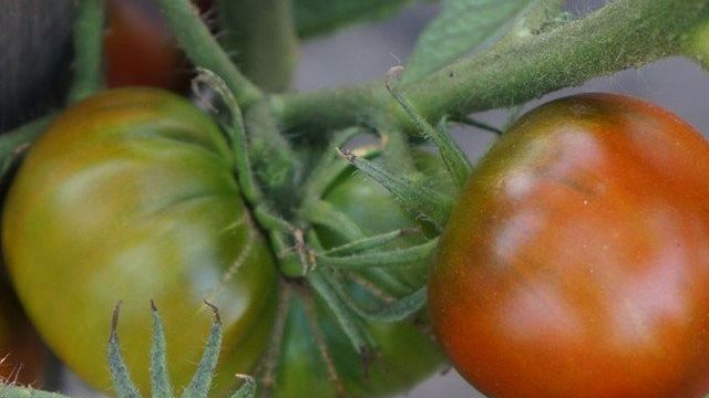 Описание томатов сорта Циндао, их урожайность и назначение