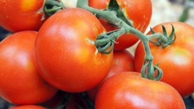 Томат Багира F1: характеристика и описание сорта, фото помидоров, отзывы об урожайности куста
