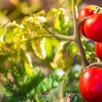 Отзывы о томате «Дубок»: урожайность, устойчивость к фитофторотозу, уход
