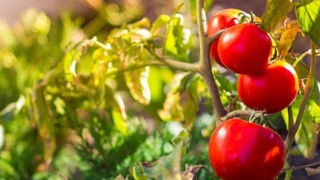 Отзывы о томате «Дубок»: урожайность, устойчивость к фитофторотозу, уход