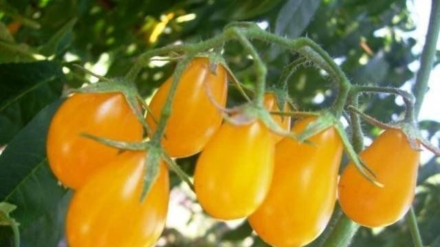 Помидоры «Медовая капля»: описание, агротехника выращивания