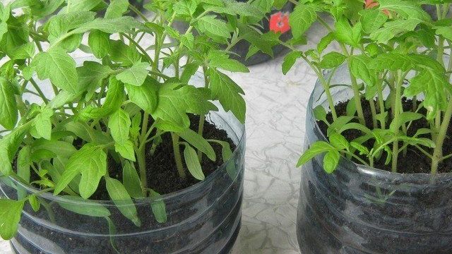 Выращивание помидор в бутылках пластиковых, как сажать томаты в 5 литровые бутылки