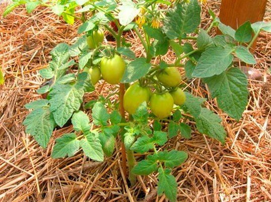 Посадки помидоров в соломе
