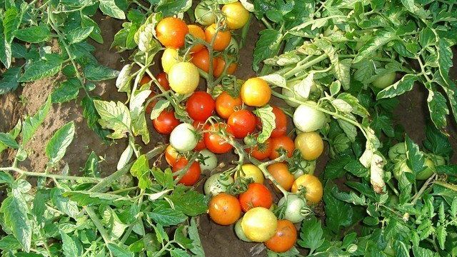 Посадка томатов под зиму: преимущества, подготовка, способы, уход