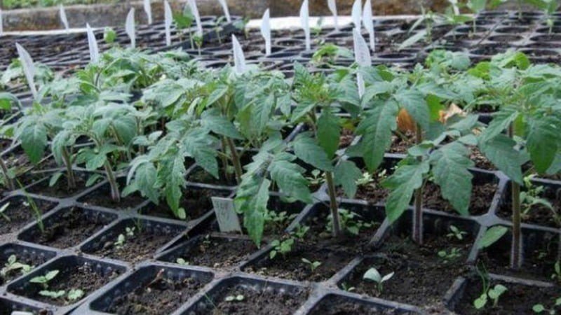 Пошаговая инструкция по выращиванию томата