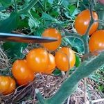 Пошаговая инструкция по выращиванию томата «Золотой самородок» и его преимущества