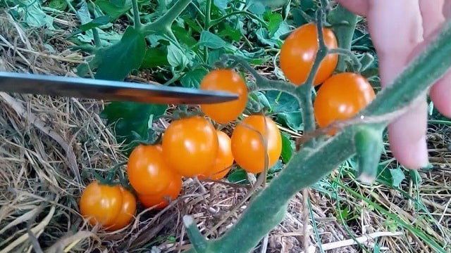 Пошаговая инструкция по выращиванию томата «Золотой самородок» и его преимущества