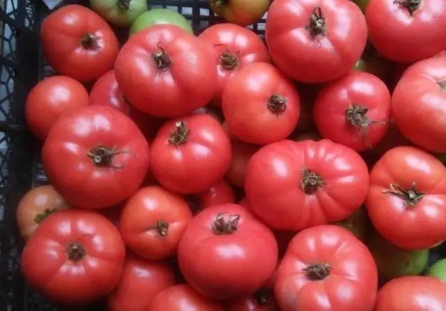 Кинель-черкасский томат