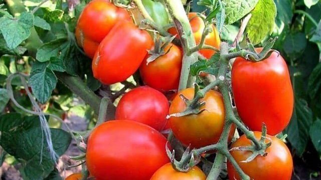 Томат Буян (Боец): характеристика и описание сорта помидоров, отзывы о его выращивании и урожайности, фото плодов