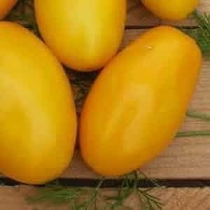 Томат буян желтый аэлита