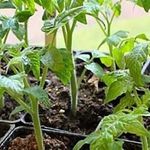 Рекомендации по выращиванию томата «Желтый гигант» и описание сорта