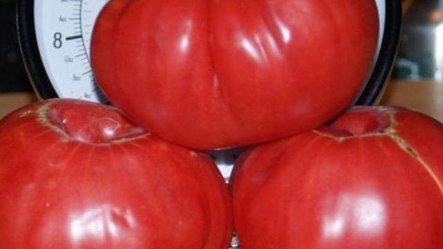 Сахарные сорта помидоров – наши личные рекомендации