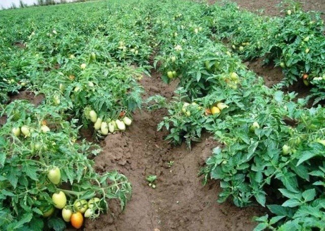 Низкорослые томаты в открытом грунте