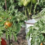 Самые урожайные томаты для Ленинградской области, сорта для теплиц и открытого грунта