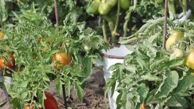Самые урожайные томаты для Ленинградской области, сорта для теплиц и открытого грунта
