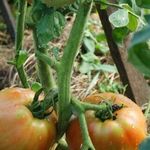 Секреты выращивании томата Казахстанский домашний