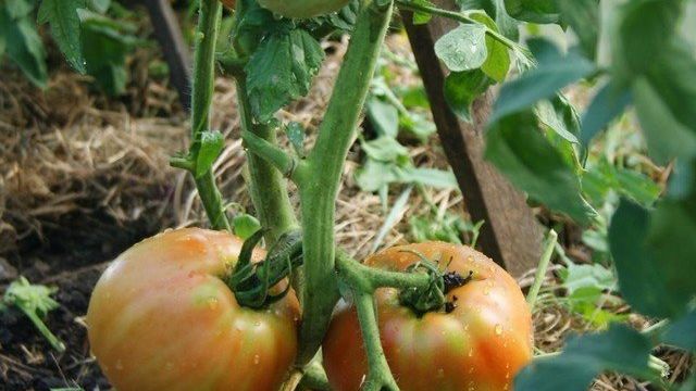 Секреты выращивании томата Казахстанский домашний