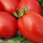Секреты выращивания томатов в теплице из поликарбоната