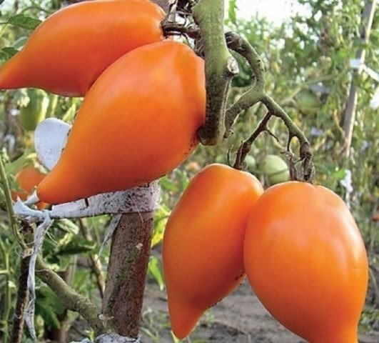 Томат перцевидный оранжевый