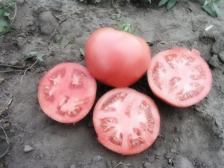 Как выращивать томаты в открытом грунте